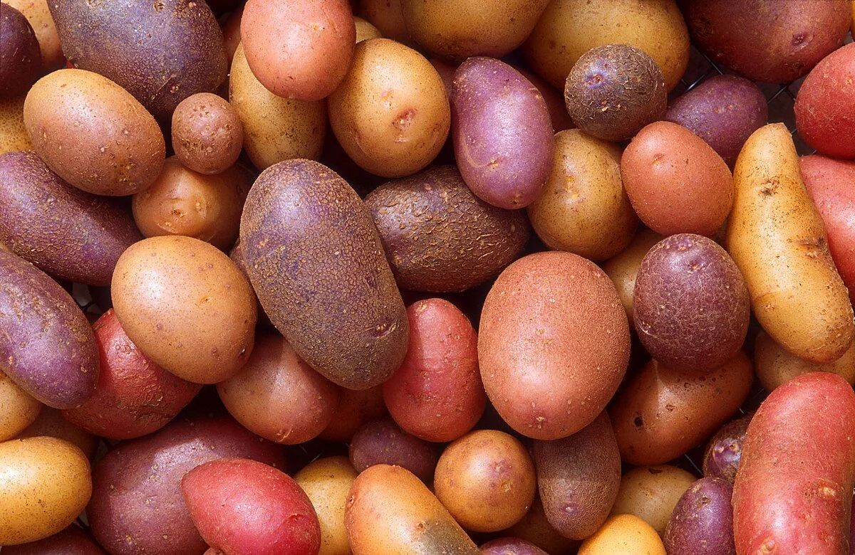 LV VEGETABLES POTATO (JUM) .
