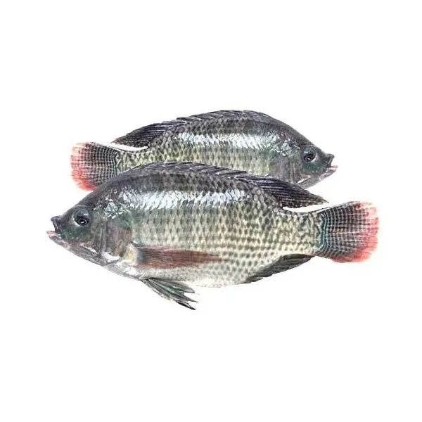Telapia Fish 300-500Gm