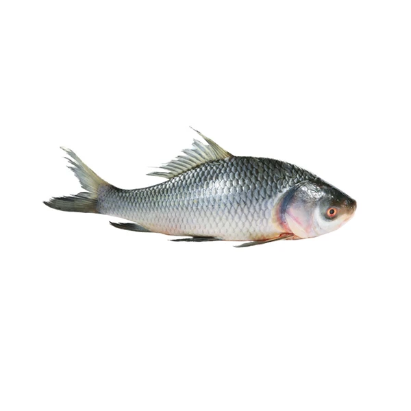 Katol Fish( 2-2.9 gm)