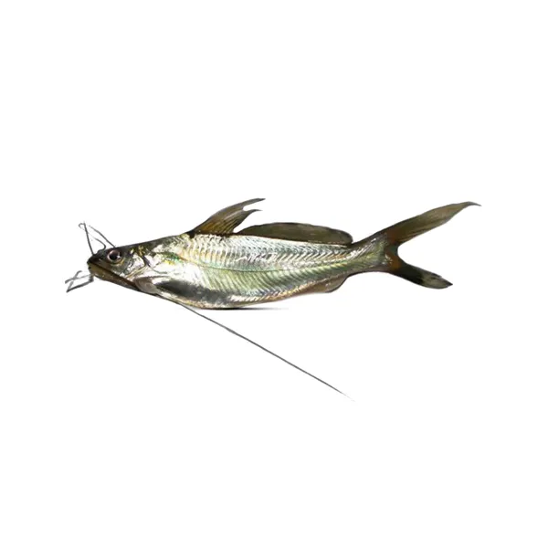 Gulsha Fish Big