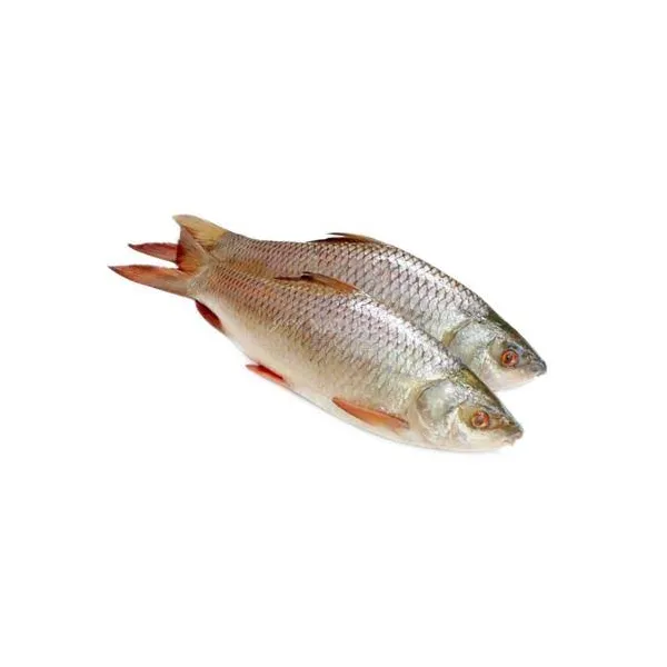 Rui Fish Medium (2.5 Kg-2.9 Kg)